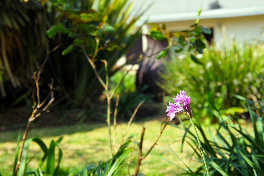 La Coscello Guest House エデンベール エクステリア 写真